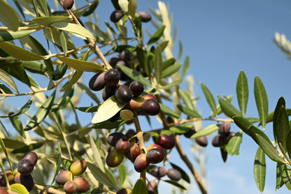 10 Canino Olive Tree (Olea Europaea Canino) Seed
