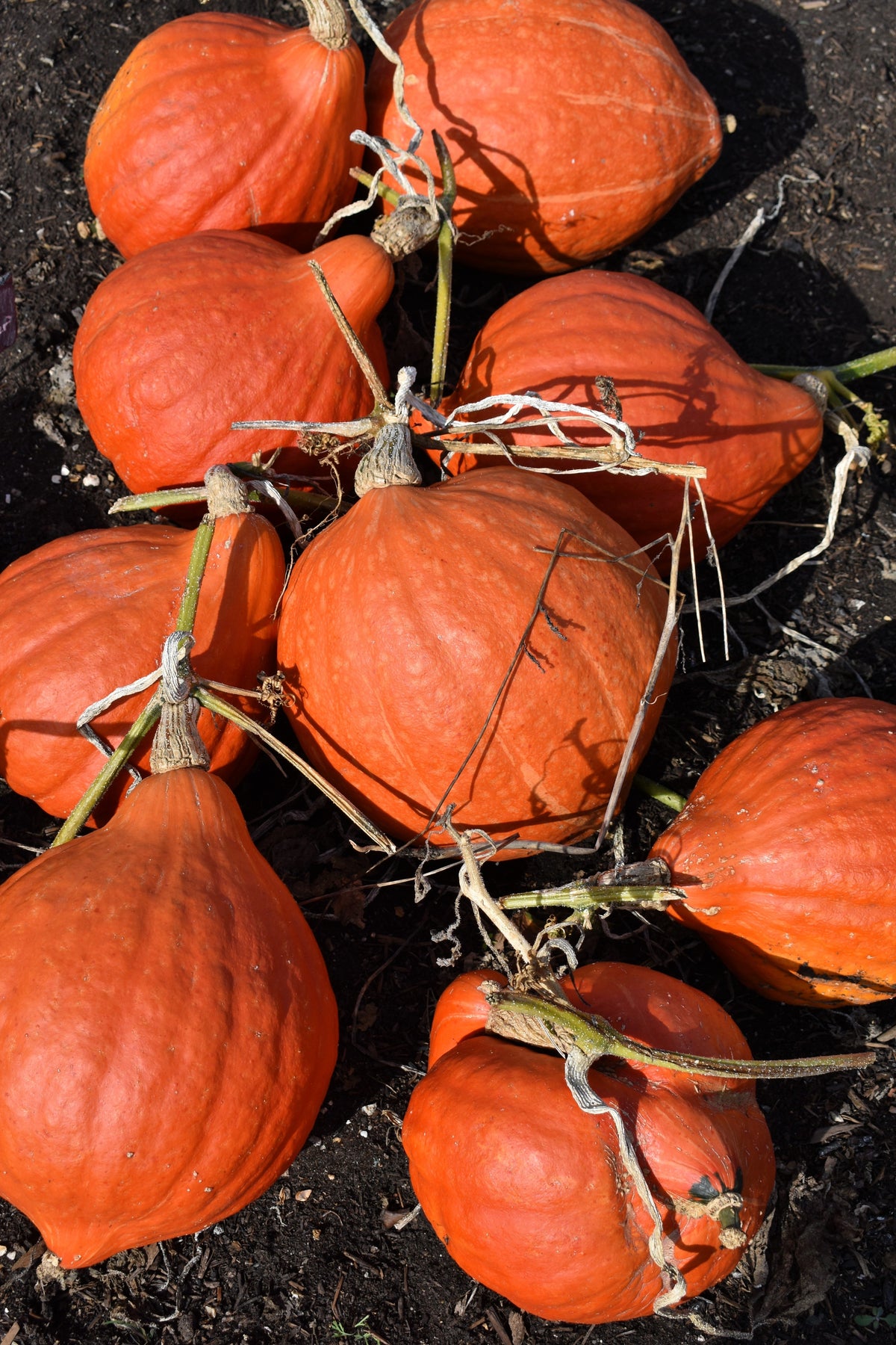 30 Golden Hubbard Squash (Cucurbita Maxima) Seeds