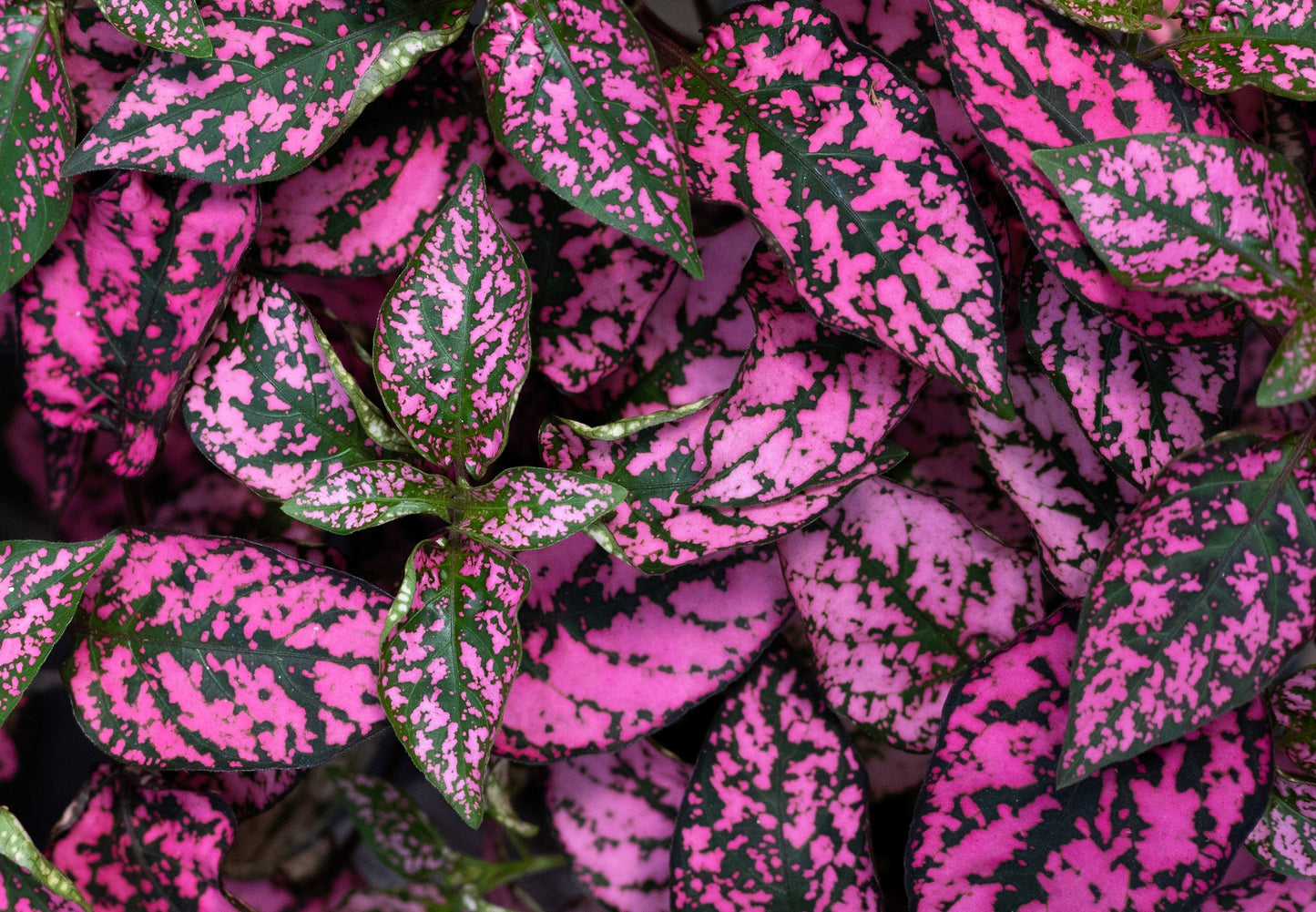 10 Dwarf Rose Polka Dot Plant (Hypoestes Phyllostachya) Seeds
