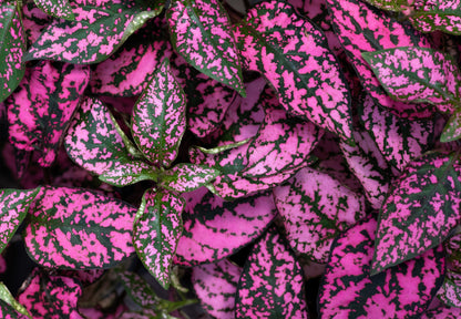 10 Dwarf Rose Polka Dot Plant (Hypoestes Phyllostachya) Seeds