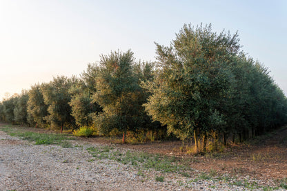 10 Canino Olive Tree (Olea Europaea Canino) Seed