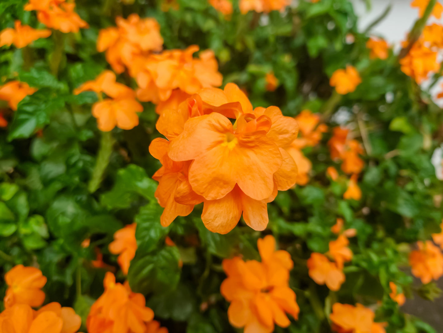 10 Orange Marmalade Crossandra (Crossando Infundibuliformis) Seeds