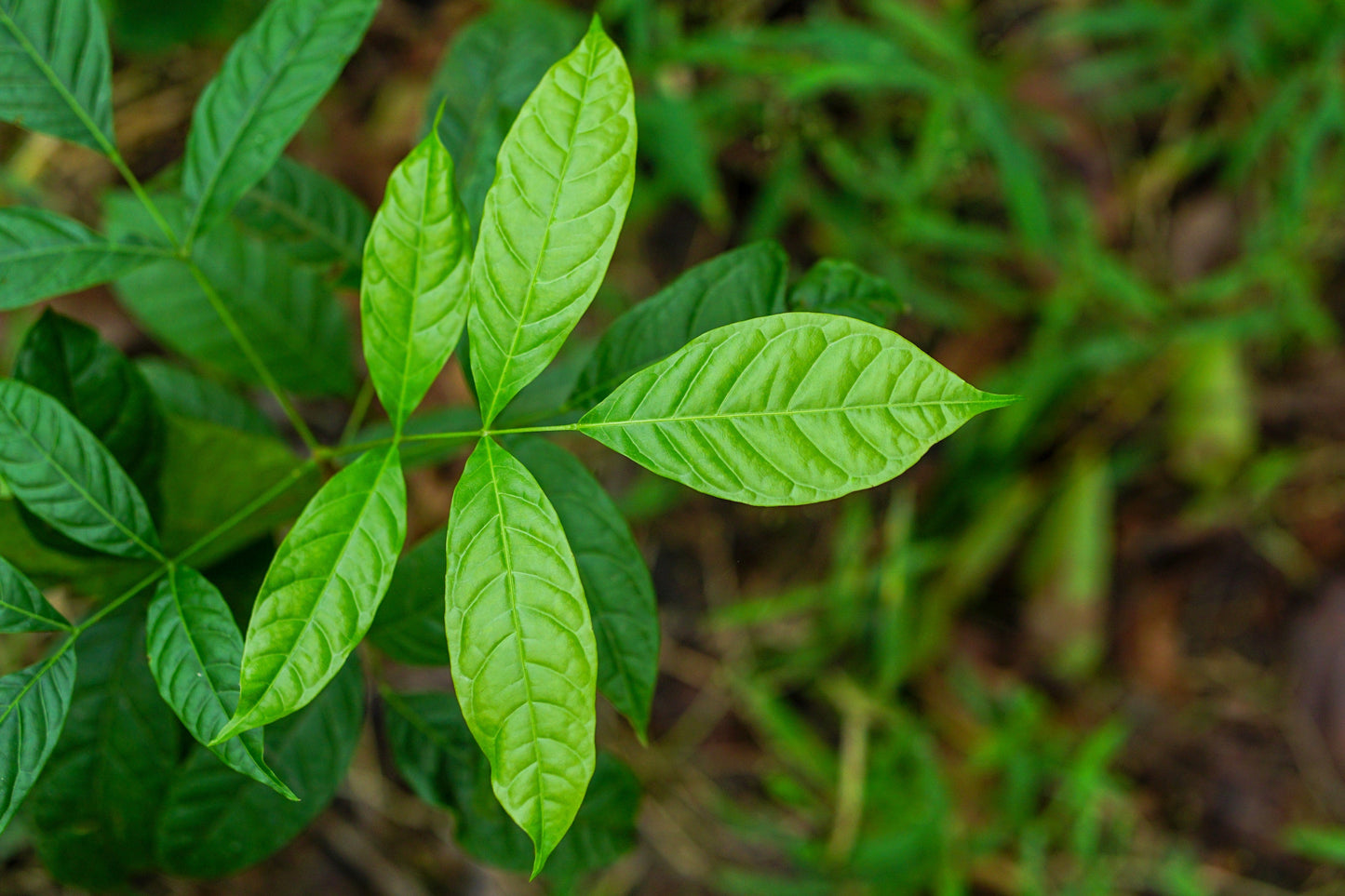 5 True Mahogany Tree (Honduran; Swietenia Macrophylla) Seeds