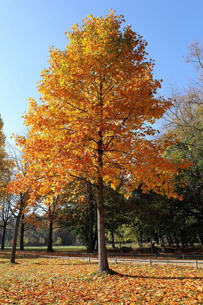 15 TULIP POPLAR TREE Yellow Flower Liriodendron Tulipifera Whitewood Seeds