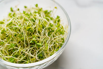 1000 Di Cicco Broccoli (Brassica Oleracea Capitata) Seeds