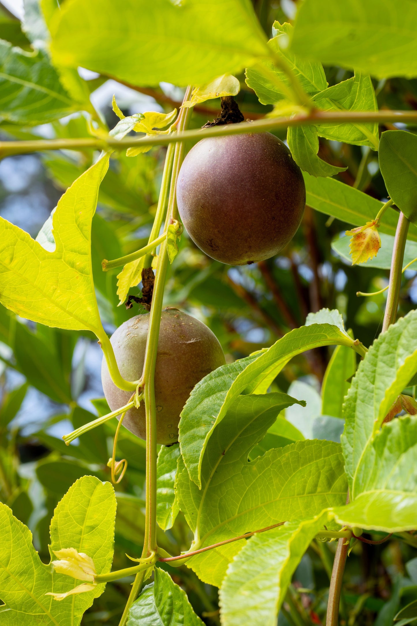 20 Purple Passion Fruit (Granadilla Passiflora Edulis ) Seeds