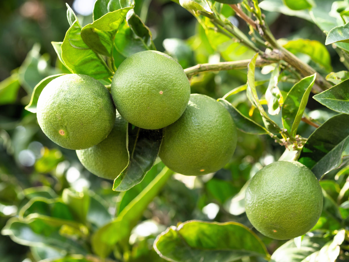 15 Key Lime (Citrus Aurantifolia) Seeds