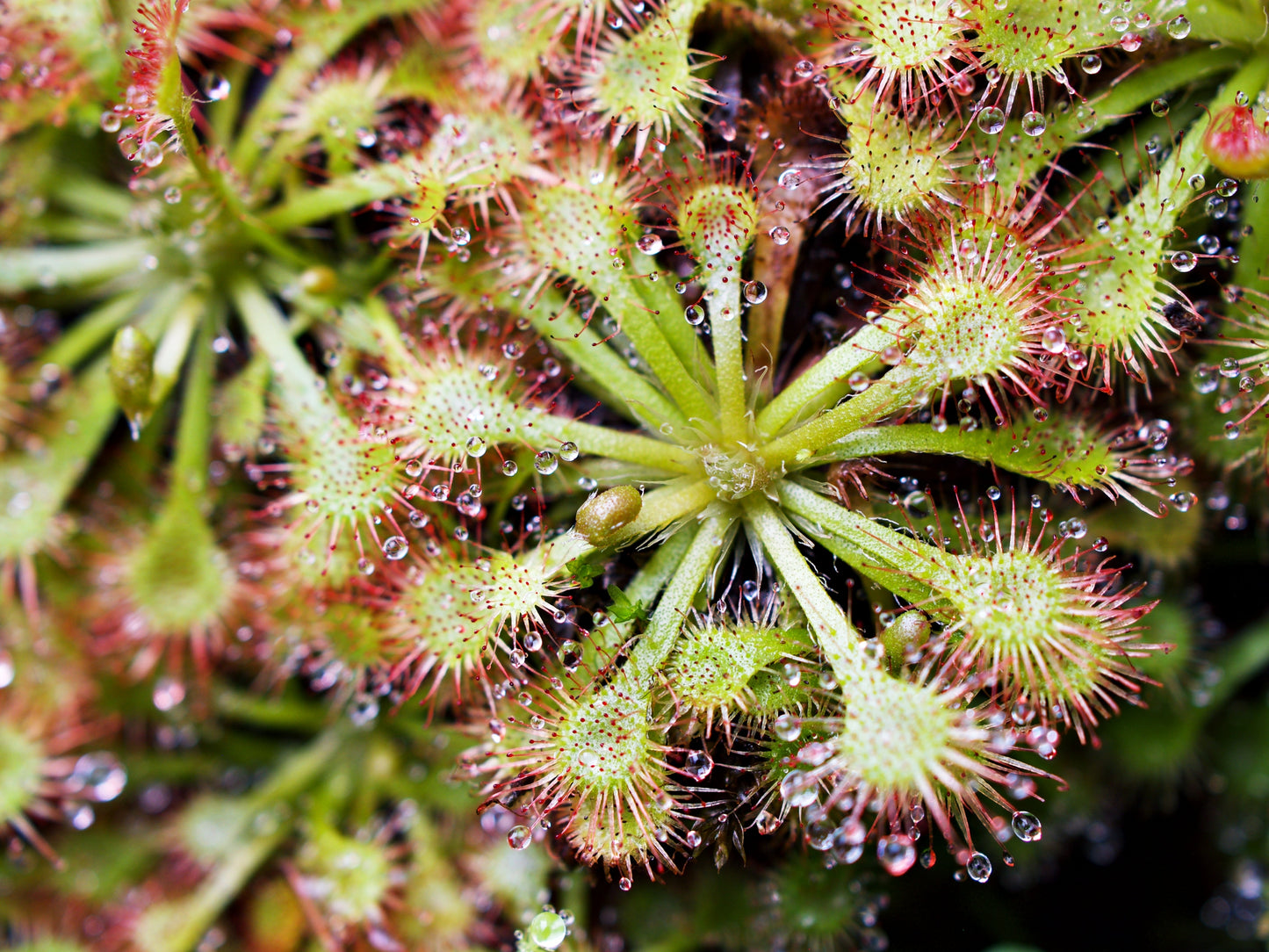 10 Carnivorous Sundew Plant (Drosera) Seeds