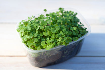 1000 Chia (Salvia Hispanica) Seeds