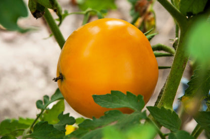 Golden Jubilee Tomato (Solanum lycopersicum) Seeds – 150 ct