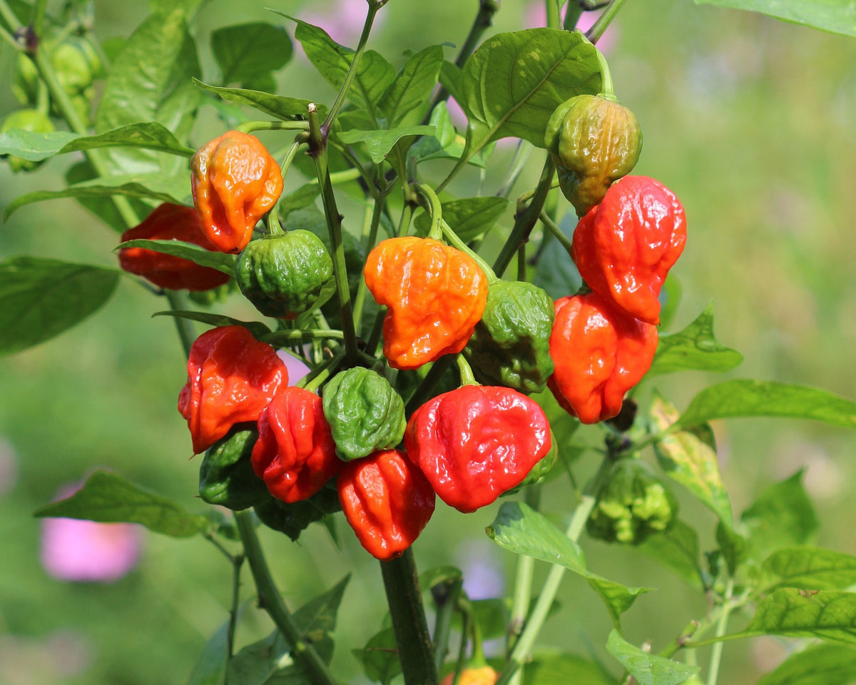 10 Red Carolina Reaper Pepper (Capsicum Chinense) Seeds