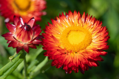 100 Red FIRE BALL STRAWFLOWER Helichrysum Monstrosum Flower Seeds