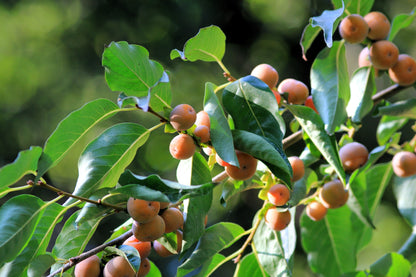 Date Plum Persimmon (Diospyros lotus) Seeds – 10 ct