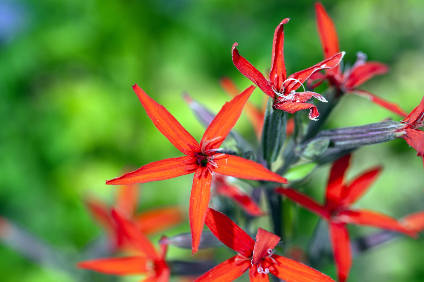 20 Royal Red Catchfly (Silene Regia) Seeds