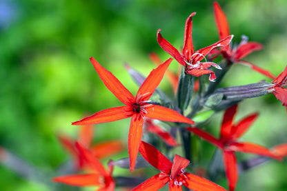 20 Royal Red Catchfly (Silene Regia) Seeds