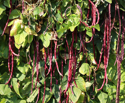 25 Red Noodle Bean (Phaseolus Vulgaris) Seeds