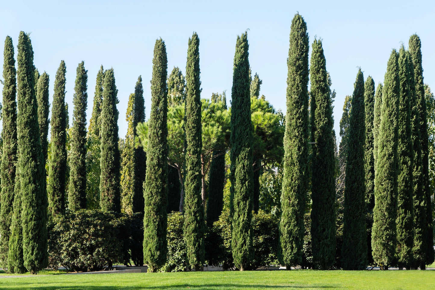 20 Mediterranean Cypress (Cupressus Sempervirens Stricta) Seeds