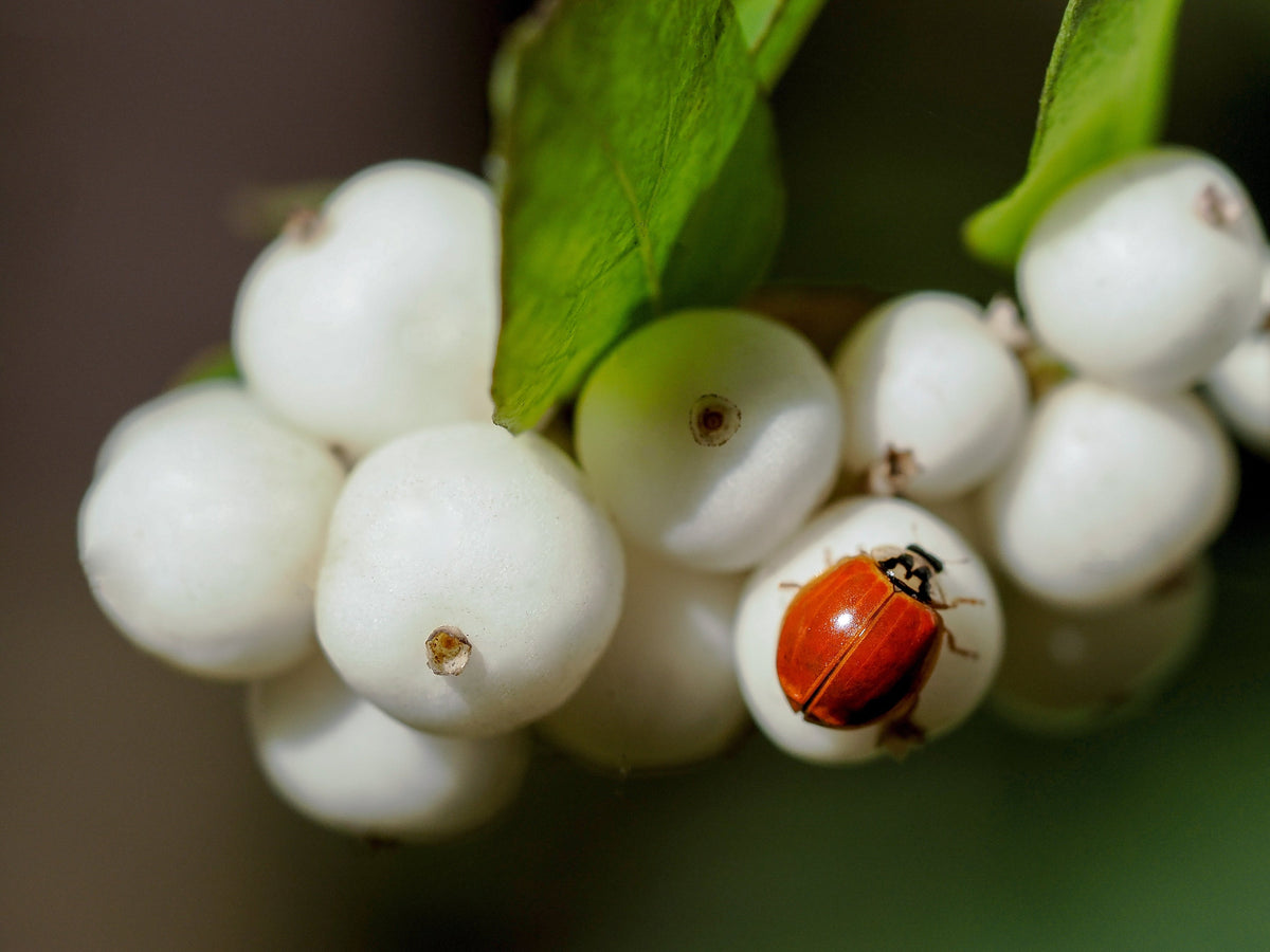 25 Common Snowberry (Symphoricarpos Alba) Seeds