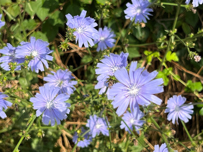 1000 Chicory (Chicorium Cicorium Intybus) Seeds
