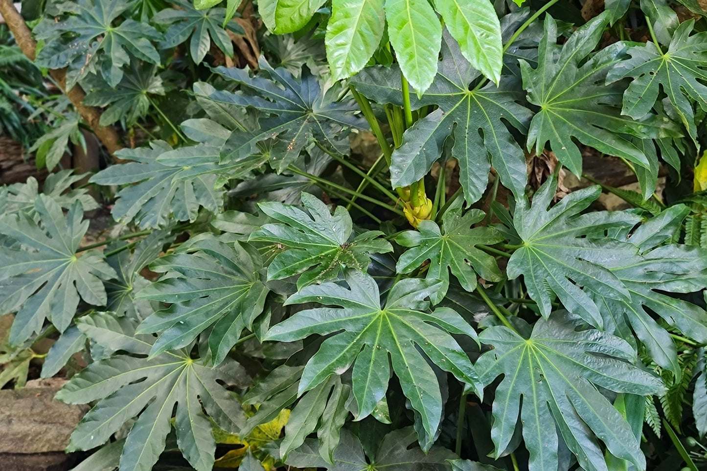 10 Japanese Fatsi (Fatsia Aralia Japonica) Seeds
