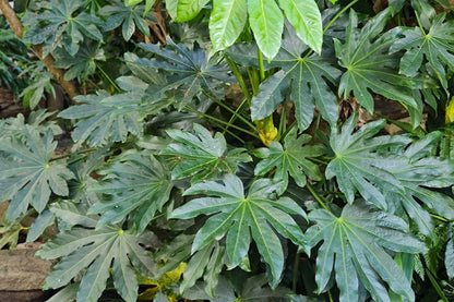 10 Japanese Fatsi (Fatsia Aralia Japonica) Seeds