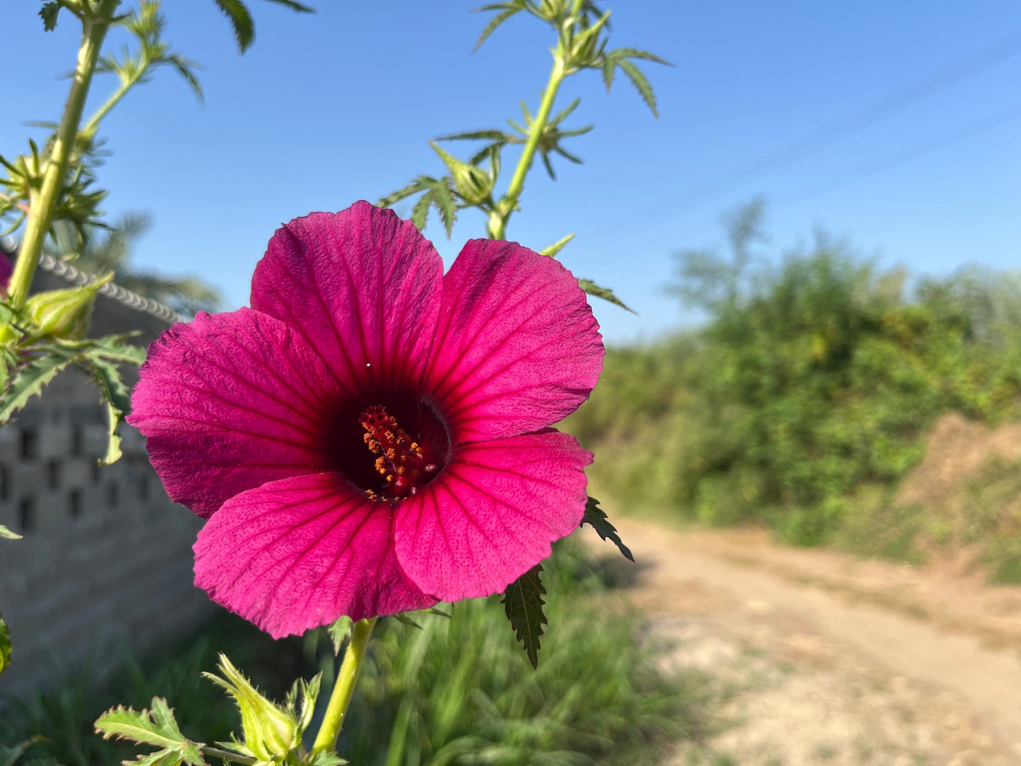 10 Kenaf Hibiscus (Hibiscus cannabinus) Seeds