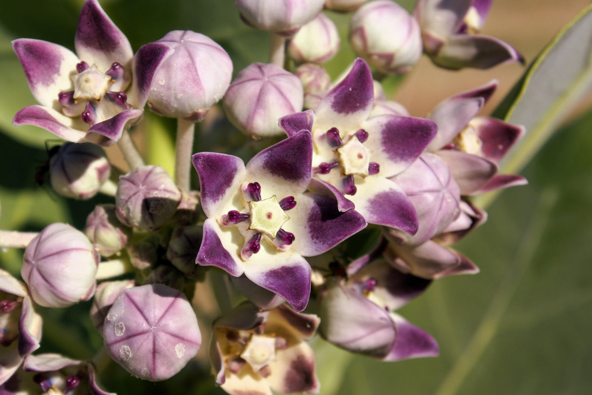 10 GIANT MILKWEED Sodom Apple Calotropis Procera Crown Flower Shrub Seeds