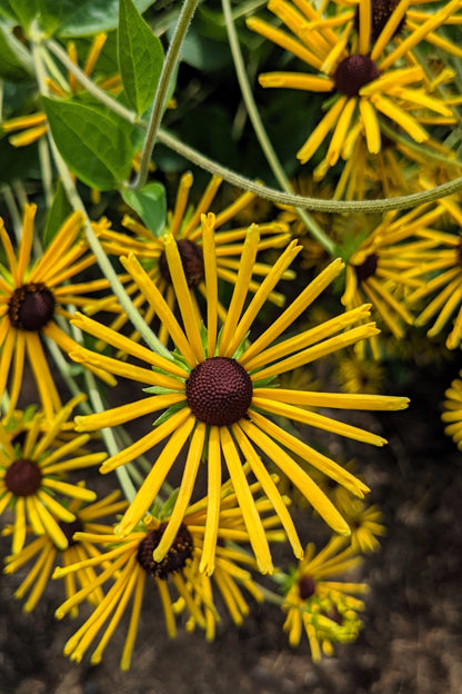 300 Sweet Coneflower (Rudbeckia Subtomentosa; Sweet Black Eyed Susan) Seeds
