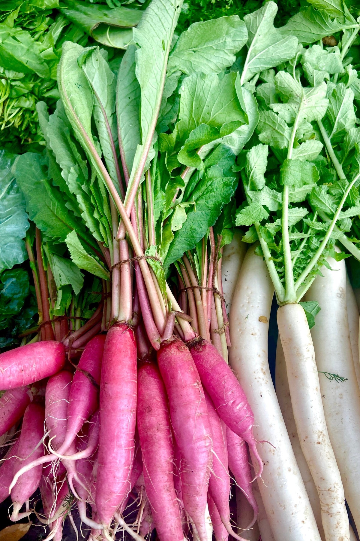 Pink Summersicle Radish (Raphanus sativus) Seeds – 100 ct