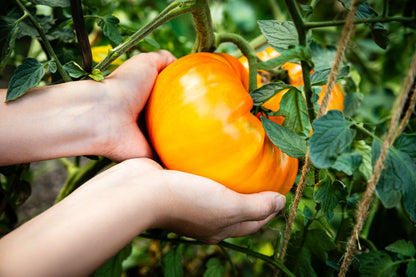 50 Pineapple Tomato (Solanum Lycopersium)t Seeds