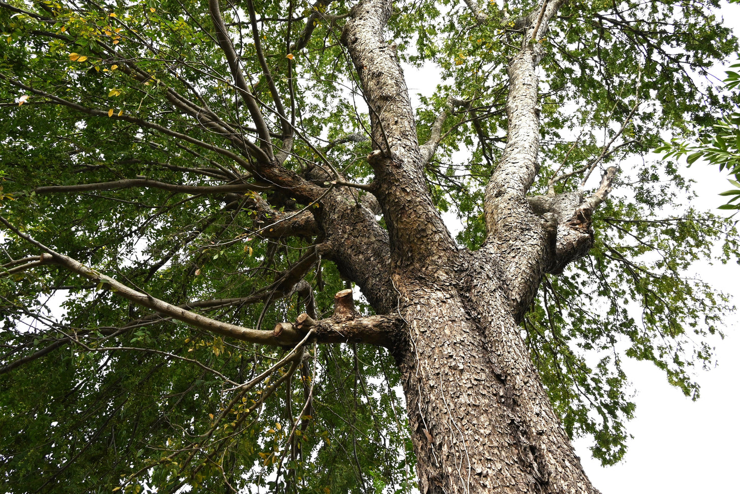 50 Chinese Elm Tree (Ulmus Parvifolia) Seeds