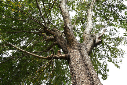 50 Chinese Elm Tree (Ulmus Parvifolia) Seeds
