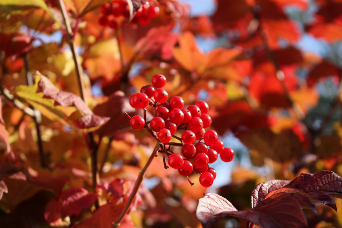 20 AMERICAN HIGHBUSH CRANBERRY Viburnum Trilobum Red Fruit White Flower Shrub Seeds