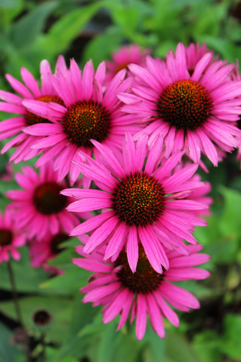25 Echinacea Purpurea Bright Star Seeds