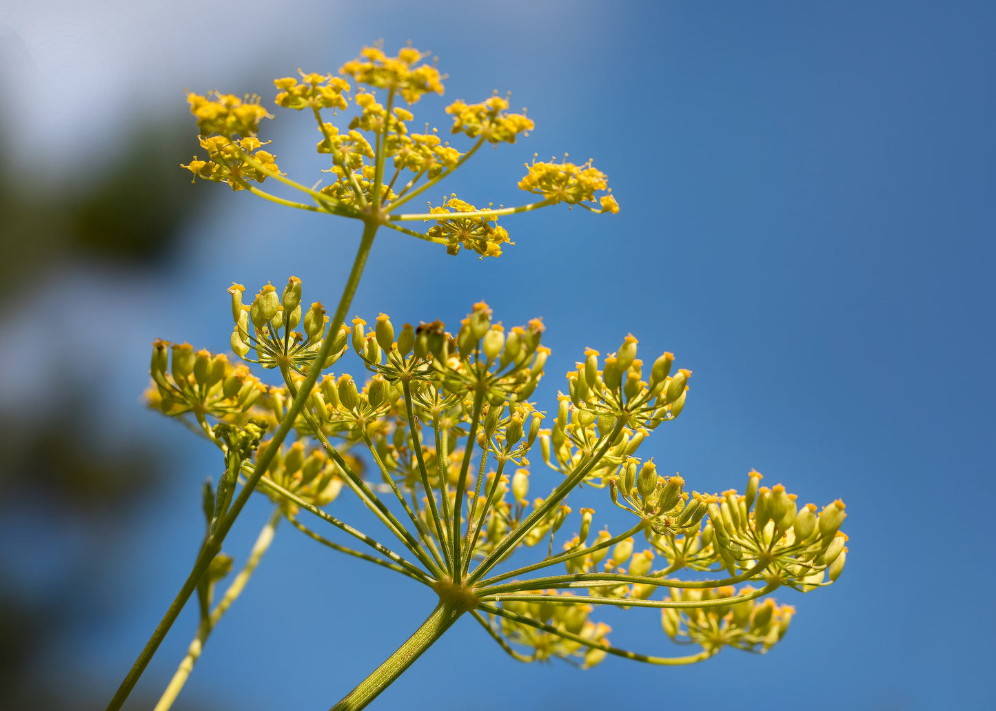 1000 All American Parsnip (Pastinaca Sativa) Seeds