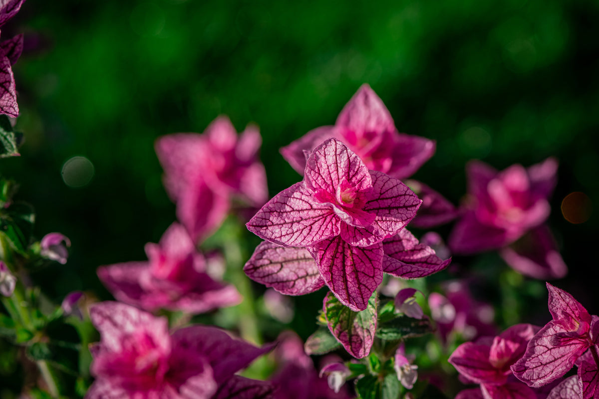 Pink Sundae Clary Sage (Salvia viridis) Seeds – 50 ct