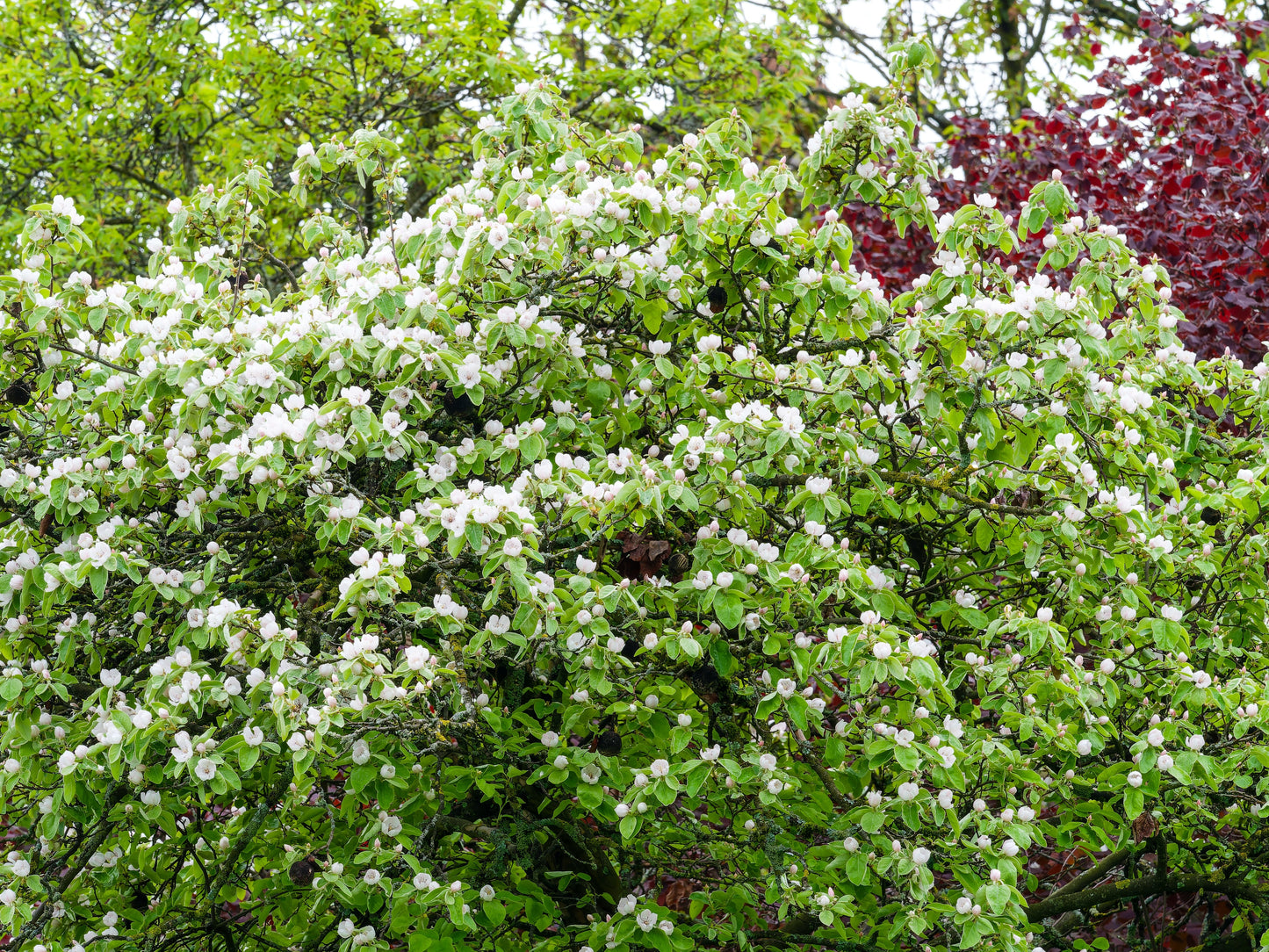 20 Common Culinary Quince (Cydonia Oblonga) Seeds