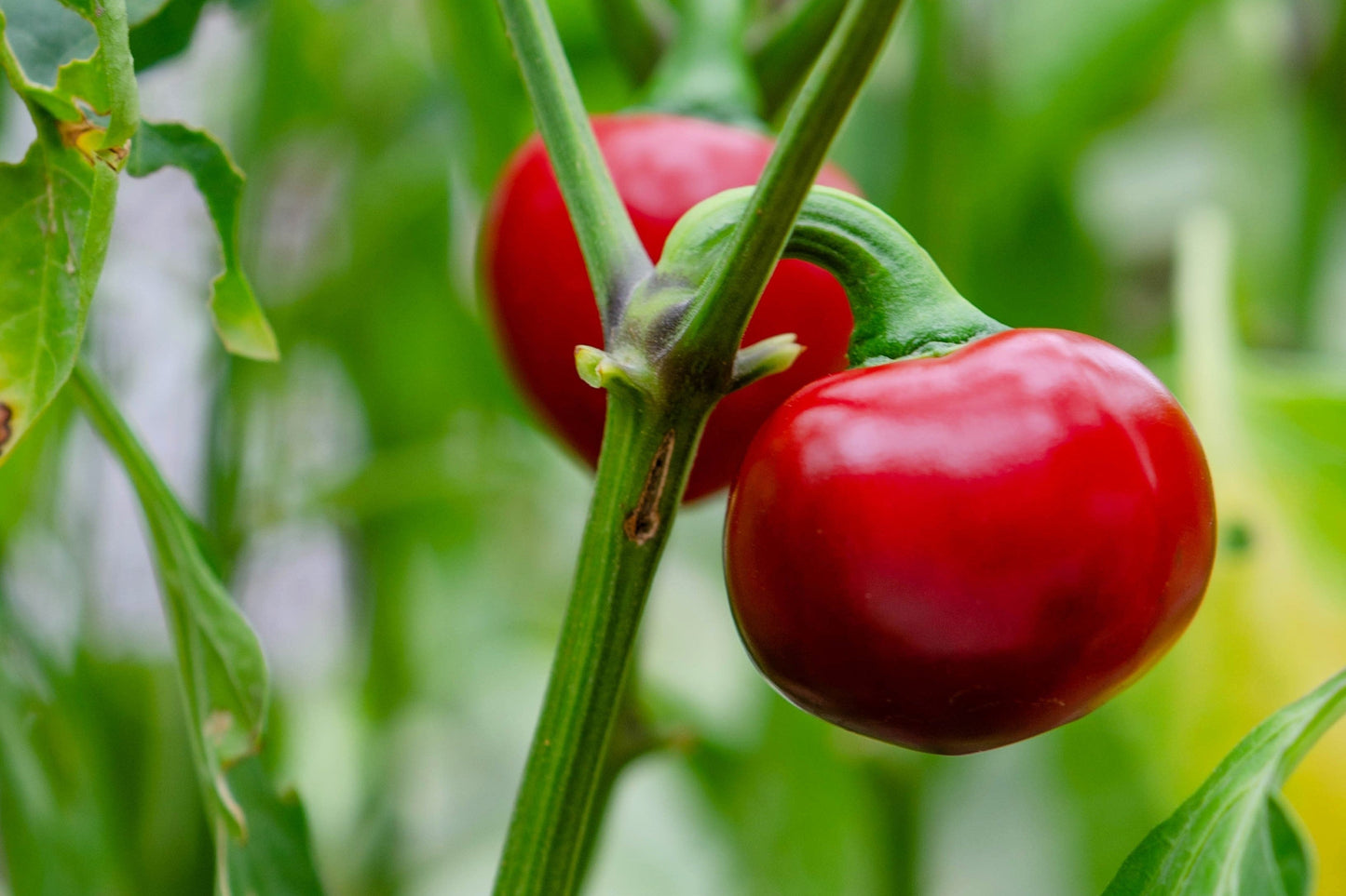 100 Sweet Lesya Cherry Pepper (Capsicum Annuum) Seeds