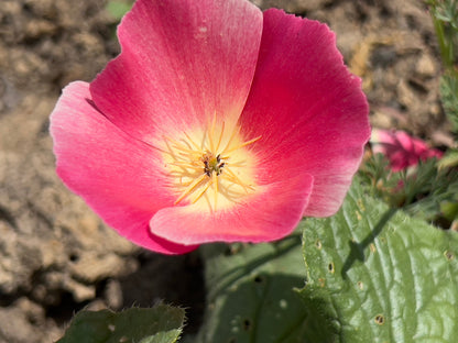 500 Carmine King California Poppy (Eschscholzia Californica) Seeds