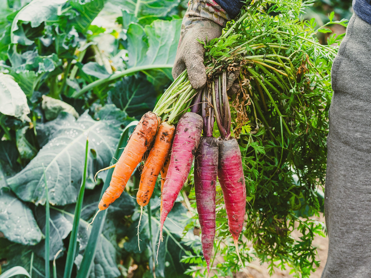 500 Rainbow Carrot Mix (Daucus Carrota) Seeds