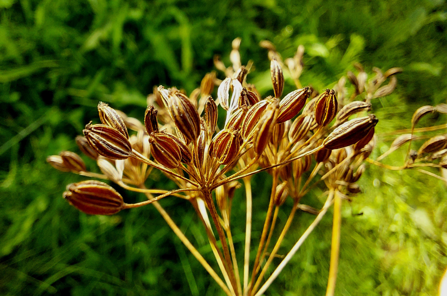 400 Caraway (Carum Carvi) Seeds