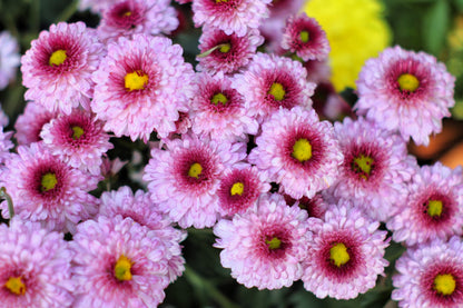 50 Tricolor  Double Painted Daisy (Chrysanthemum Carinatum Tanacetum) Seeds