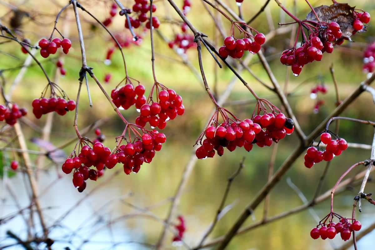 20 AMERICAN HIGHBUSH CRANBERRY Viburnum Trilobum Red Fruit White Flower Shrub Seeds