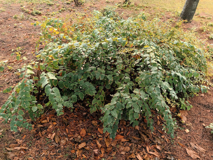 25 Common Snowberry (Symphoricarpos Alba) Seeds