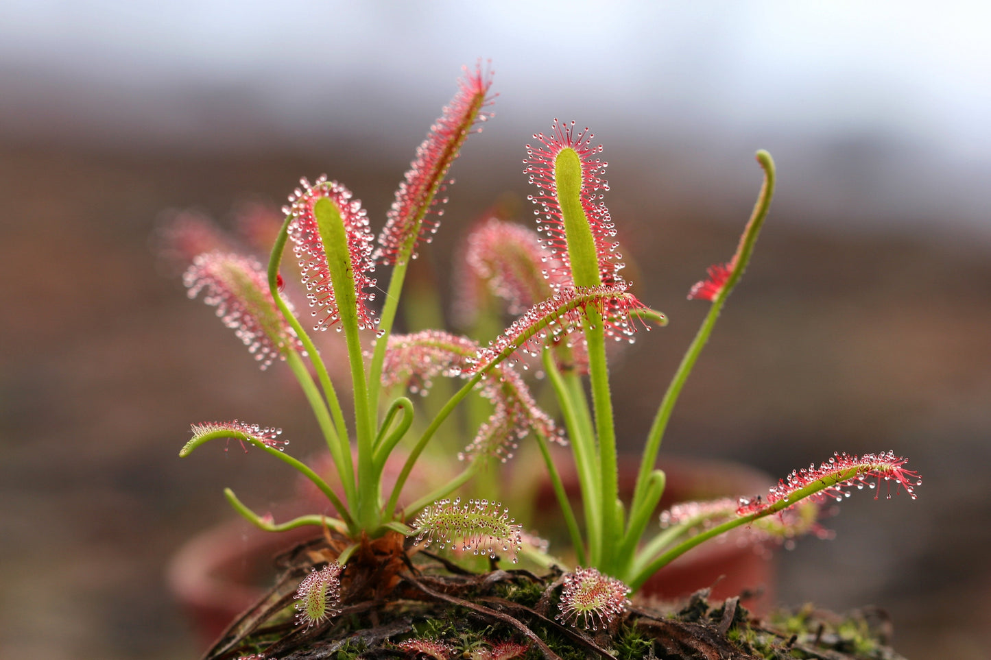 10 Carnivorous Sundew Plant (Drosera) Seeds