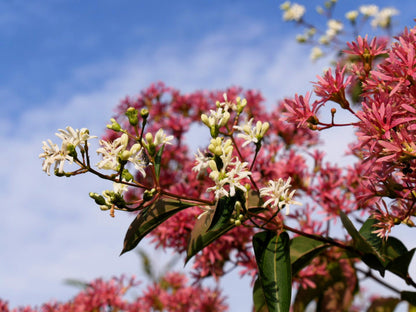 20 Seven Son Shrub Tree (Heptacodium Miconioides) Seeds