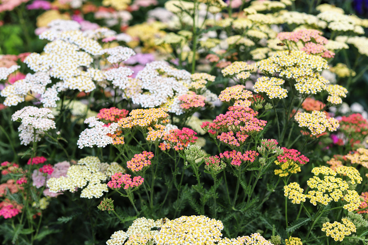 500 MIXED SUMMER YARROW Achillea Millefolium Red Pink White Gold Peach Herb Flower Seeds