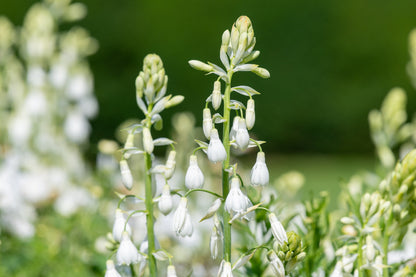 10 White African Hyacinth (Ornithogalum Candicans / Galtonia) Seeds