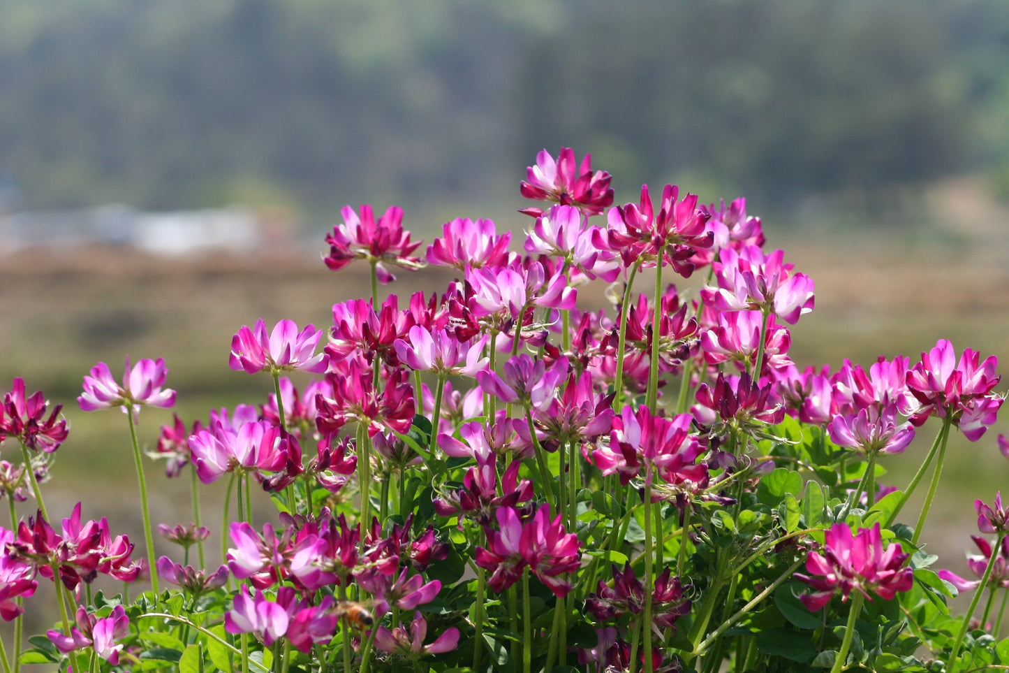 50 Milk Vetch/ Astragalus (Astragalus Sinicus) Seeds