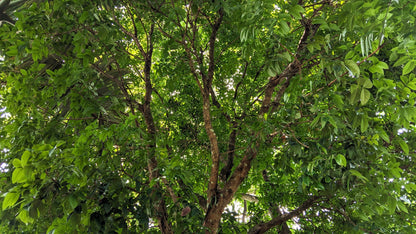 5 True Mahogany Tree (Honduran; Swietenia Macrophylla) Seeds